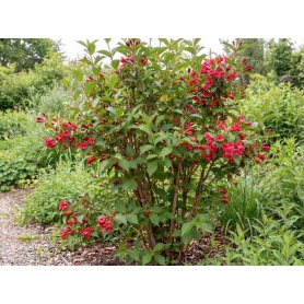 Weigela Red Prince