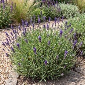 Lavandula angustifolia Ellagance Purple