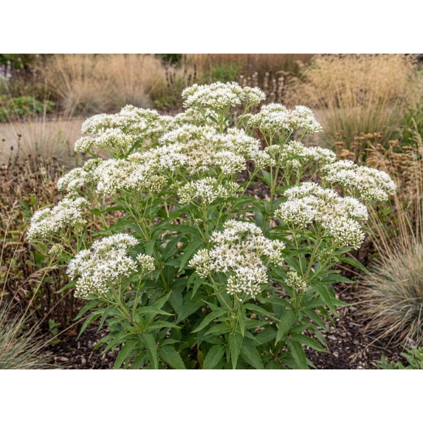 Eutrochium maculatum Snowball