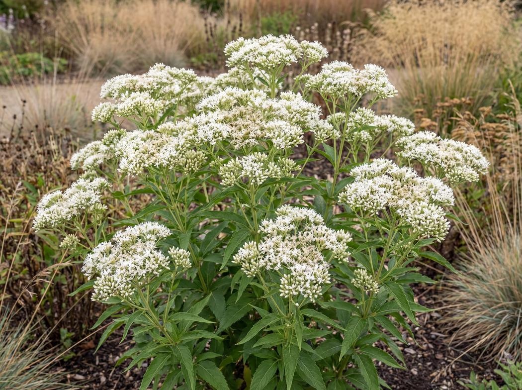 Eutrochium maculatum Snowball