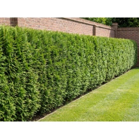 Thuja occidentalis Brabant