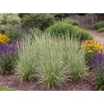 Calamagrostis acutiflora Avalanche
