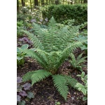 Dryopteris marginalis