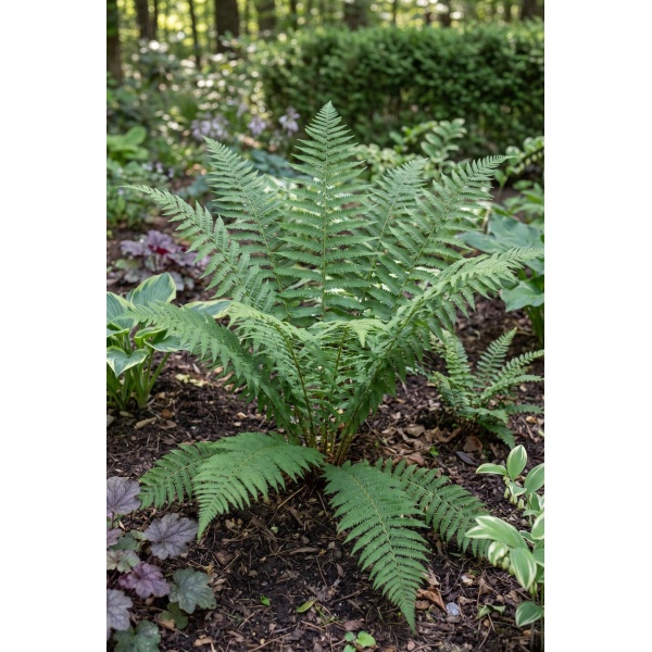 Dryopteris marginalis