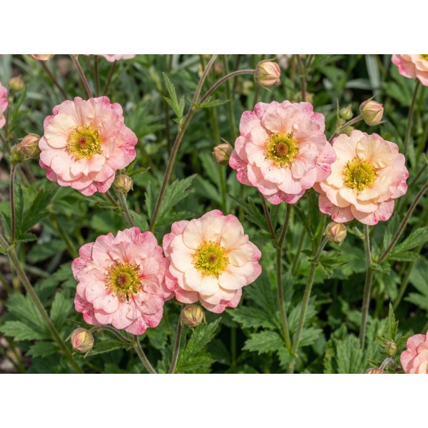 Geum Cosmopolitan