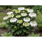 Hydrangea macrophylla Dancing Snow