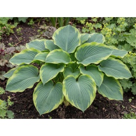 Hosta Wu-La-La