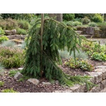 Picea abies Pendula