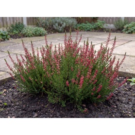 Calluna vulgaris Athene