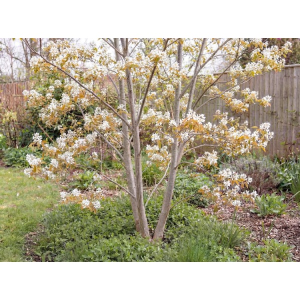 Amelanchier grandiflora Ballerina