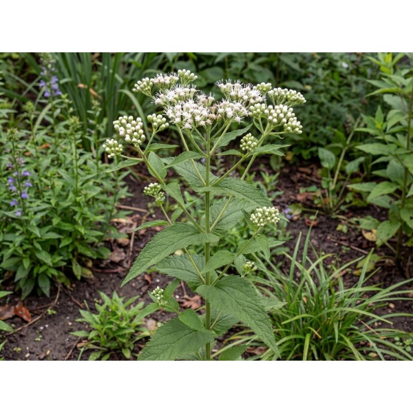 43b81dee1f5f_1050.jpg Eupatorium perfoliatum