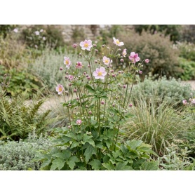 Anemone tomentosa Robustissima
