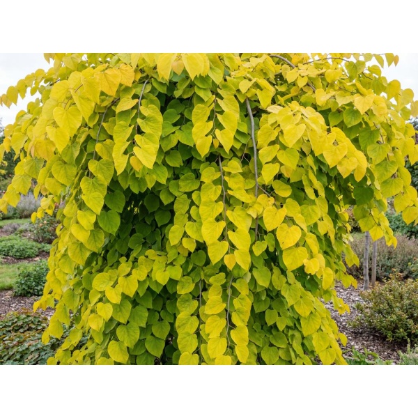 Cercis canadensis NC2015-12 Golden Falls