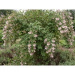 Kolkwitzia amabilis