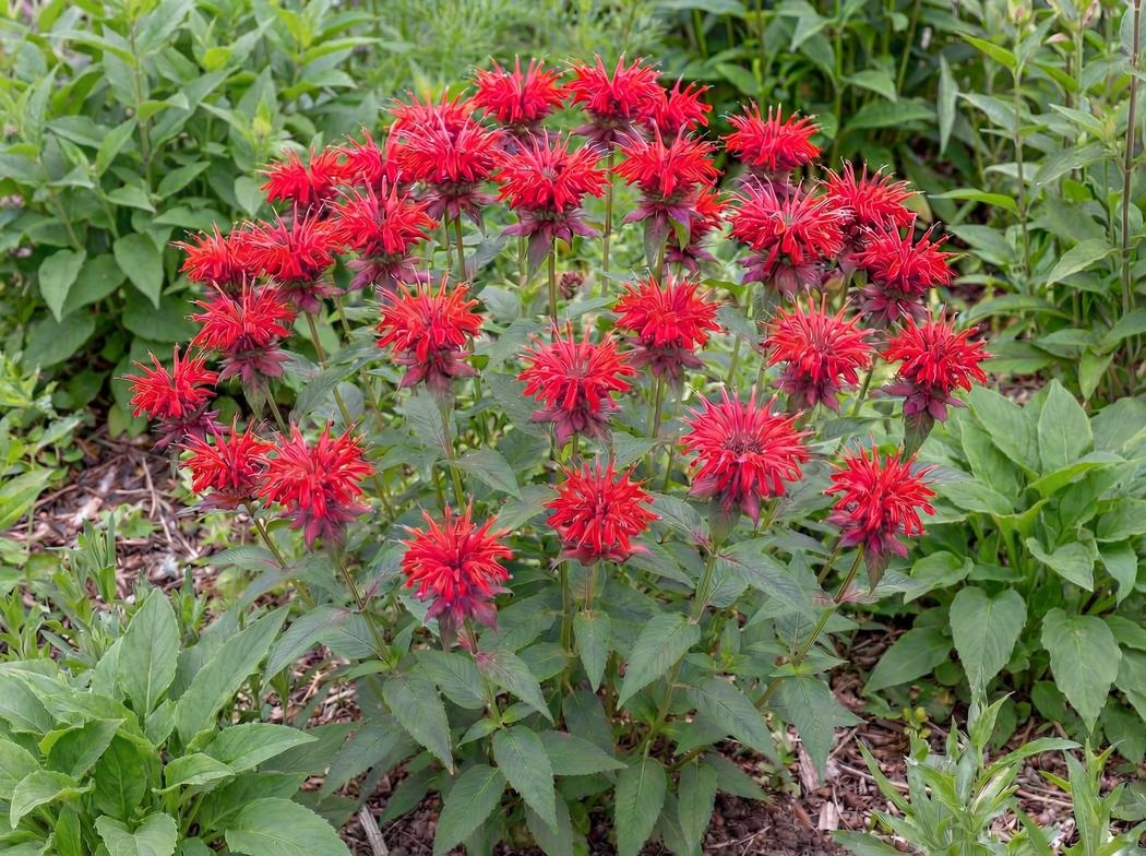 Monarda Fireball