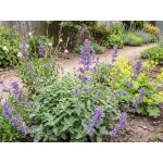 Nepeta Dropmore