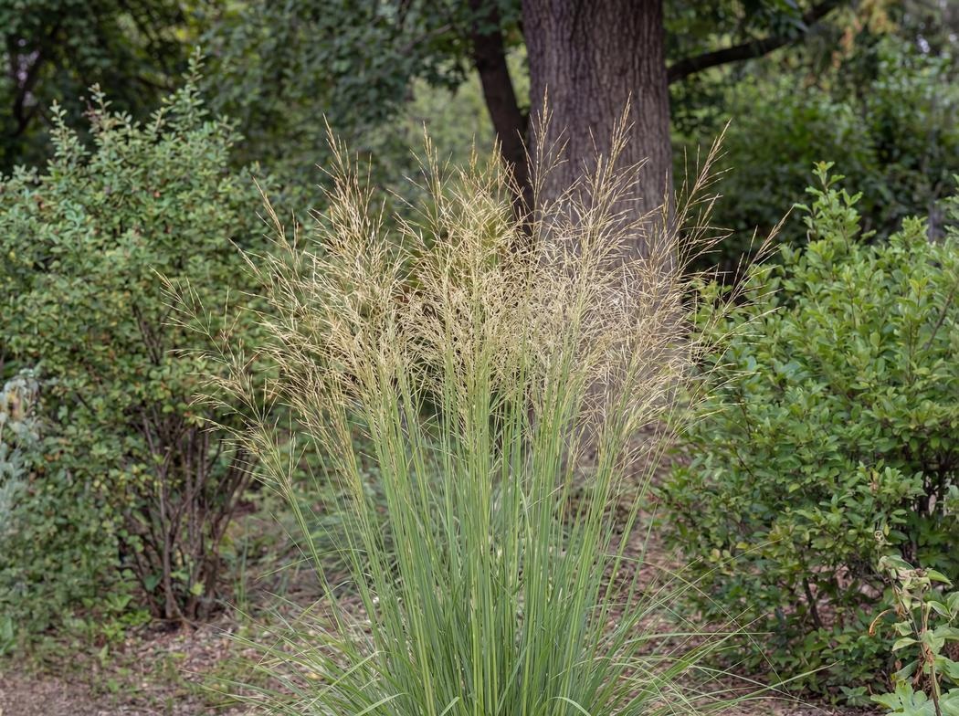 Molinia caerulea subsp. arundinacea Transparent
