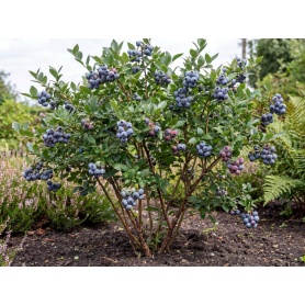 Vaccinium 'Northcountry'