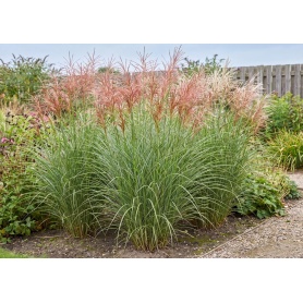 Miscanthus sinensis Morning Light