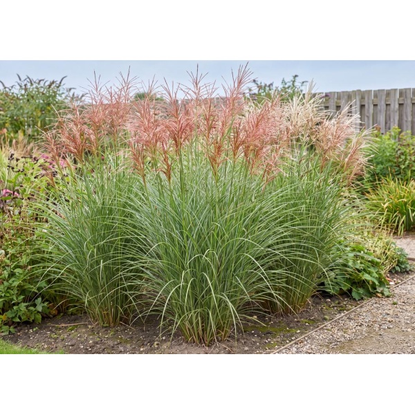Miscanthus sinensis Morning Light