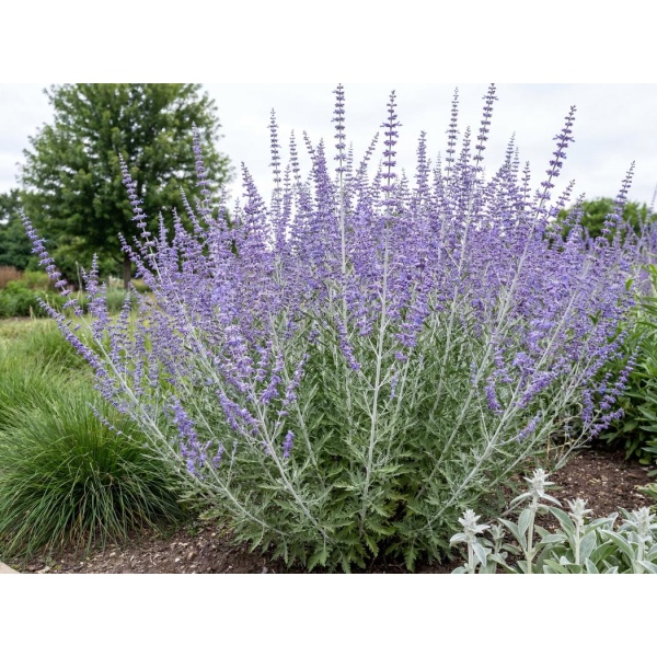 Salvia yangii Denim n Lace