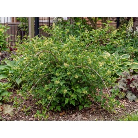 Neillia incisa Crispa