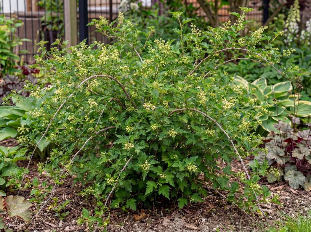 Neillia incisa Crispa