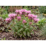 Monarda didyma Balbalmink
