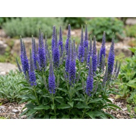 Veronica spicata Glory
