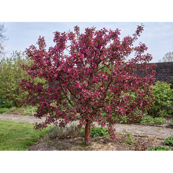 Malus Prairifire