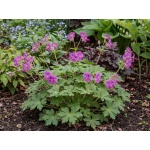 Geranium macrorrhizum Bevans Variety
