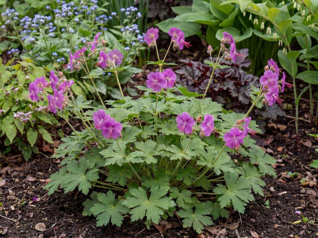 Geranium macrorrhizum Bevans Variety