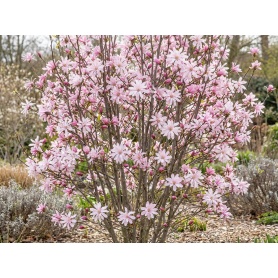 Magnolia loebneri Leonard Messel