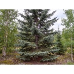 Picea glauca