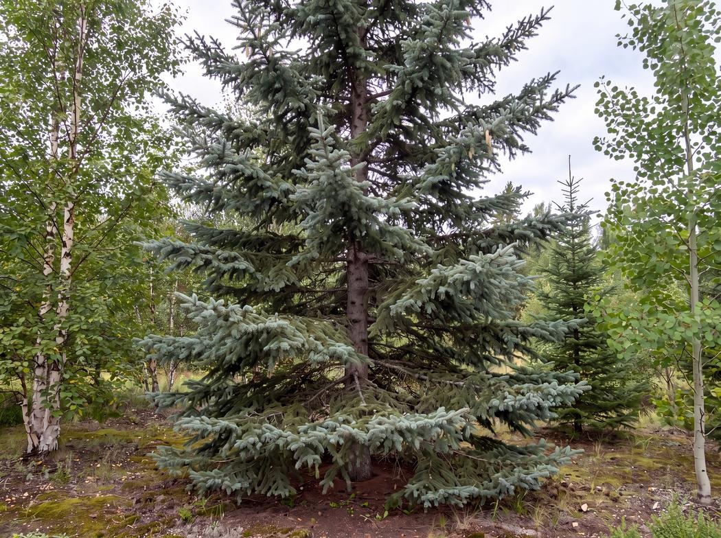 Picea glauca