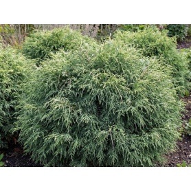 Chamaecyparis pisifera Filifera Nana