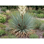 Yucca glauca