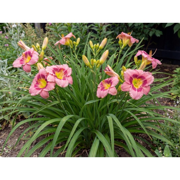Hemerocallis Always Afternoon