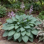 Hosta Tardiana Group Halcyon