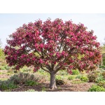 Malus 'Purple Prince'