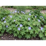 Geranium himalayense