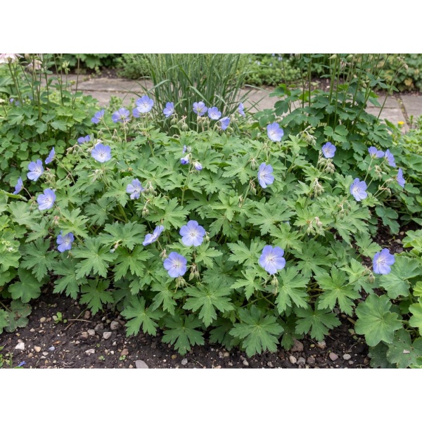 Geranium himalayense