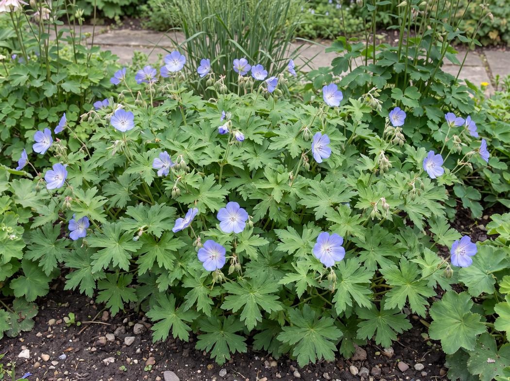 Geranium himalayense