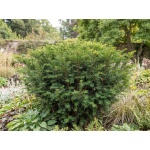 Taxus media Densiformis