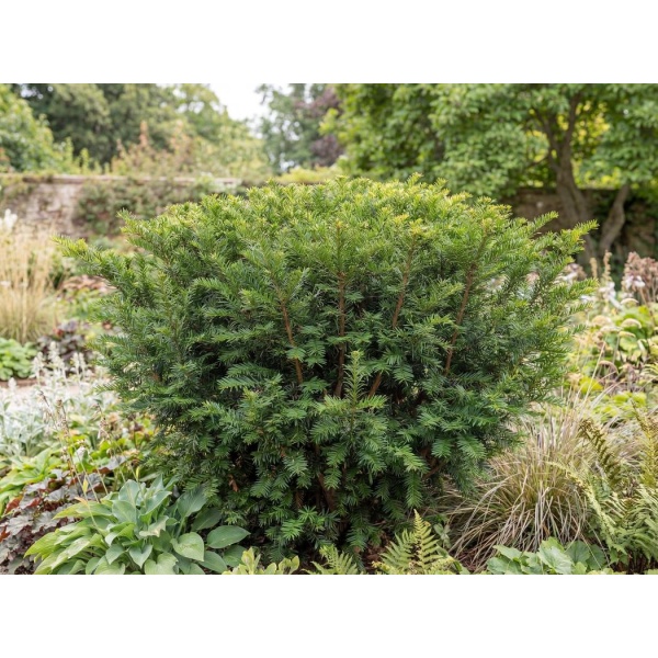 Taxus media Densiformis