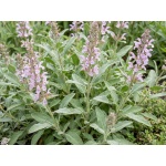 Salvia officinalis