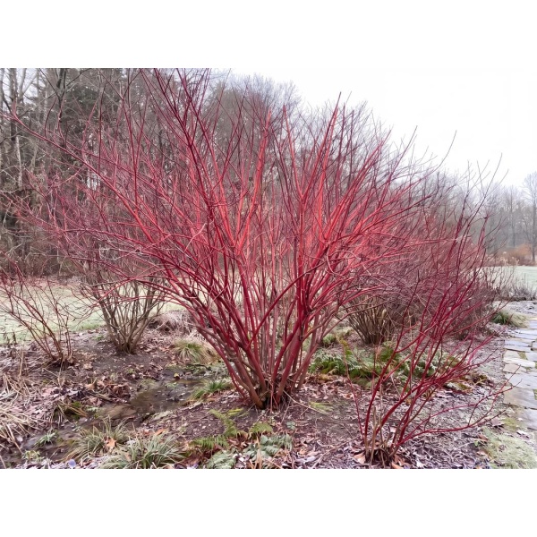 Cornus sericea