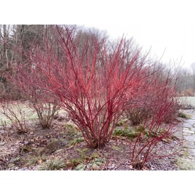 Cornus sericea