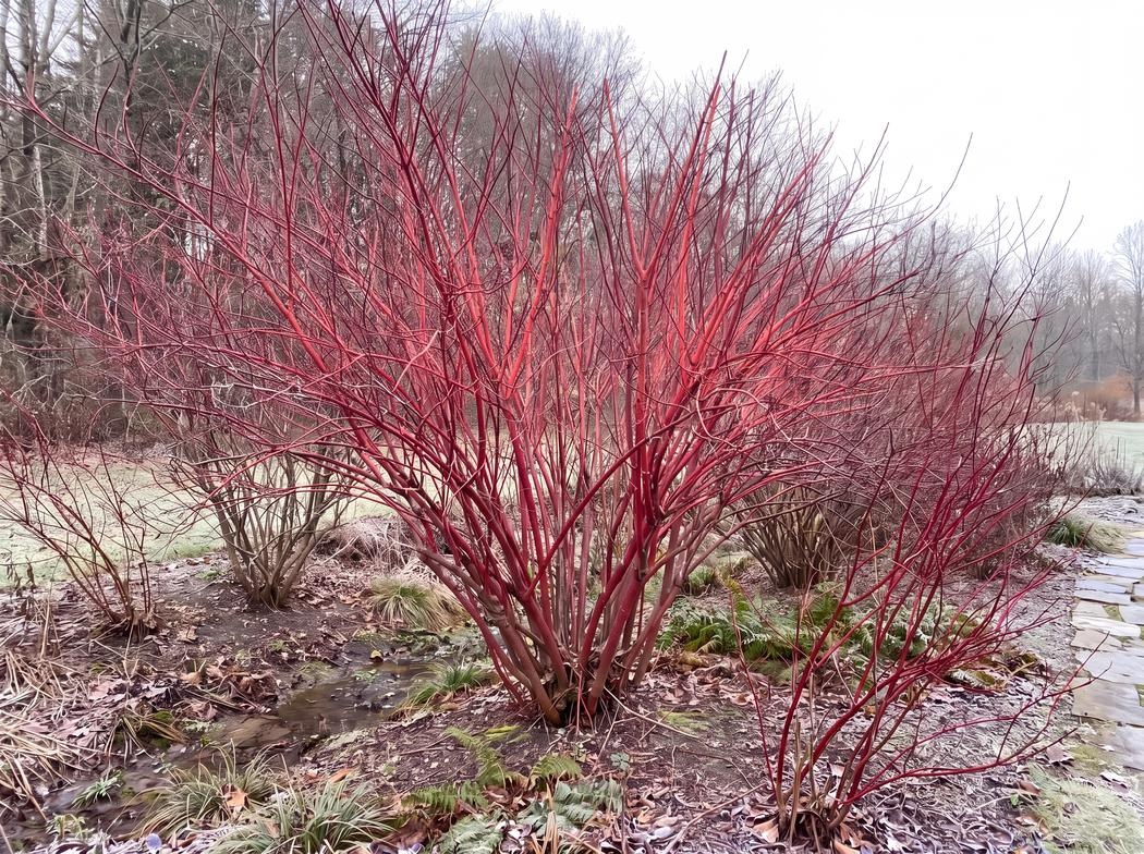 Cornus sericea