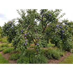 Prunus Domestica